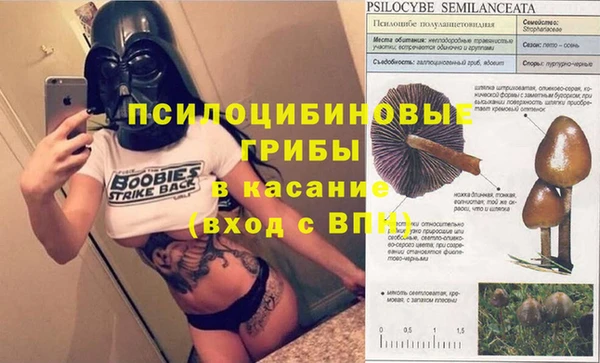 стаф Ельня